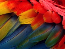 Colorful Feathers